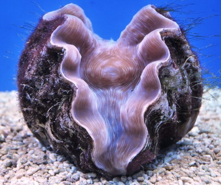 Тело моллюска заключено в. Двустворчатый моллюск тридакна Жемчужина. Жемчуг моллюска тридакны. Гигантская тридакна жемчуг. Тридакна камень.